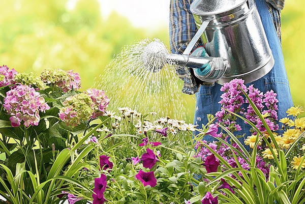 watering flowers in garden